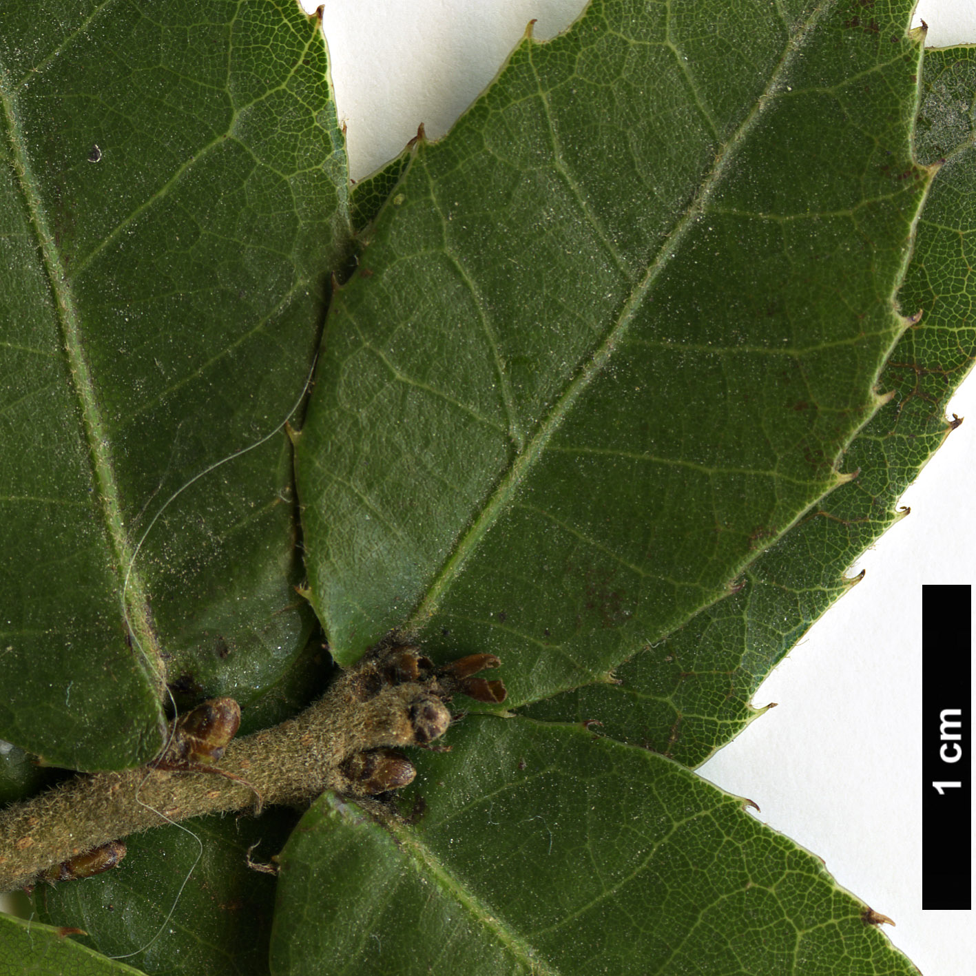 High resolution image: Family: Fagaceae - Genus: Quercus - Taxon: tarokoensis